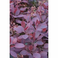 BAUHAUS Perückenstrauch Cotinus Coggygria 'Royal Purple', 30 Cm - 50 Cm, Topfvolumen: 4,6 L