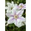 BAUHAUS Piardino Waldrebe Clematis Hybride 'Boulevard', Topfgröße: 15 Cm, Rosa -Gartenpflanzen Verkäufe 12 720