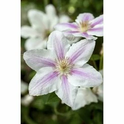 BAUHAUS Piardino Waldrebe Clematis Hybride 'Boulevard', Topfgröße: 15 Cm, Rosa