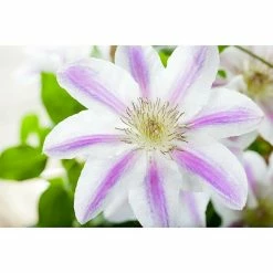 BAUHAUS Piardino Waldrebe Clematis Hybride 'Boulevard', Topfgröße: 15 Cm, Rosa -Gartenpflanzen Verkäufe 12 722