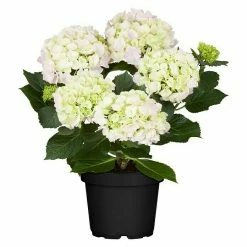 BAUHAUS Piardino Bauernhortensie Hydrangea Macrophylla, Topfgröße: 13 Cm, Weiß