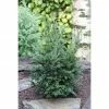BAUHAUS Heimische Eibe Taxus Baccata 'Schwarzgrün', Aktuelle Wuchshöhe: 30 Cm - 50 Cm -Gartenpflanzen Verkäufe 12 726