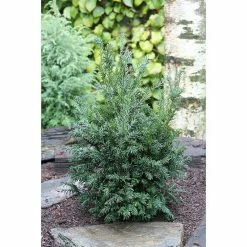 BAUHAUS Heimische Eibe Taxus Baccata 'Schwarzgrün', Aktuelle Wuchshöhe: 30 Cm - 50 Cm