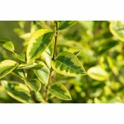 BAUHAUS Piardino Liguster Ligustrum Ovalifolium 7 BAUHAUS Piardino Liguster Ligustrum Ovalifolium -Gartenpflanzen Verkäufe 12 728