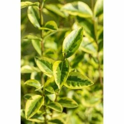 BAUHAUS Piardino Liguster Ligustrum Ovalifolium 8 BAUHAUS Piardino Liguster Ligustrum Ovalifolium -Gartenpflanzen Verkäufe 12 729