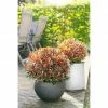 BAUHAUS Glanzmispel Photinia Fraseri 'Red Ballcoon'®, Topfvolumen: 4 L -Gartenpflanzen Verkäufe 12 73