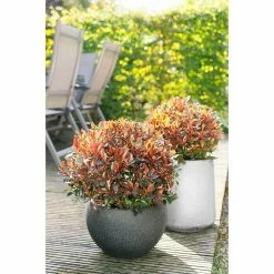 BAUHAUS Glanzmispel Photinia Fraseri 'Red Ballcoon'®, Topfvolumen: 4 L