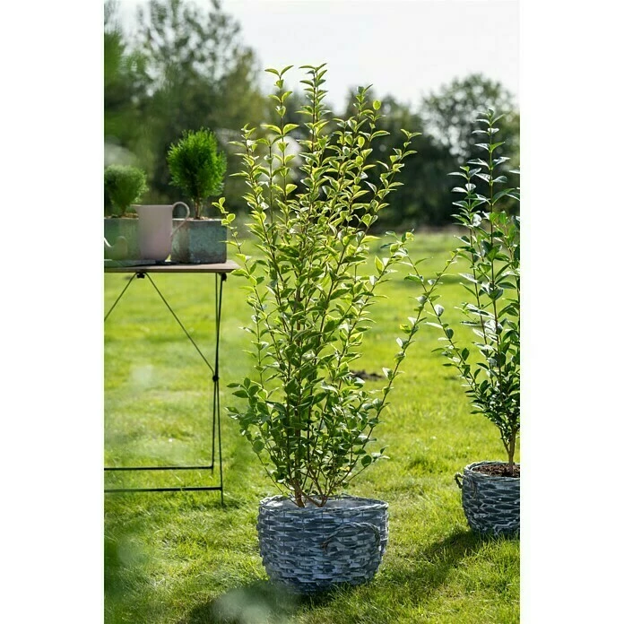 BAUHAUS Piardino Liguster Ligustrum Ovalifolium 6 BAUHAUS Piardino Liguster Ligustrum Ovalifolium – Bild 4