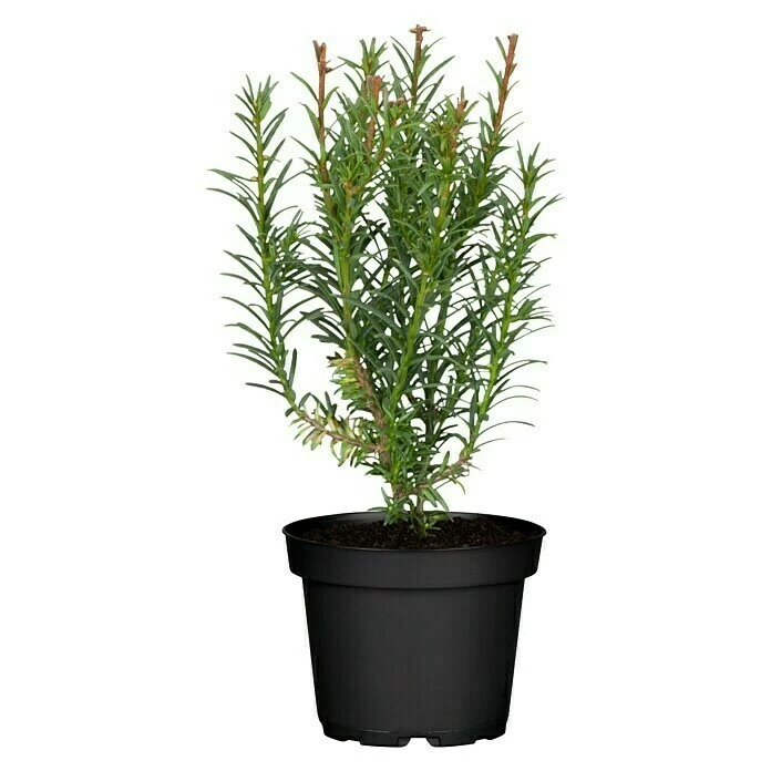 BAUHAUS Piardino Heimische Eibe Groenland Taxus Baccata 'Groenland' 3 BAUHAUS Piardino Heimische Eibe Groenland Taxus Baccata 'Groenland'