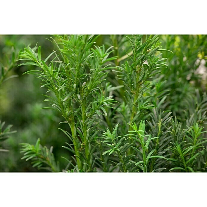 BAUHAUS Piardino Heimische Eibe Groenland Taxus Baccata 'Groenland' 4 BAUHAUS Piardino Heimische Eibe Groenland Taxus Baccata 'Groenland' – Bild 2