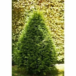 BAUHAUS Piardino Heimische Eibe Taxus Baccata, Grün/Gelb