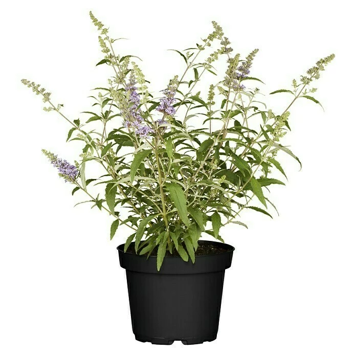 BAUHAUS Piardino Sommerflieder Buzz Buddleja Davidii, Artenabhängig 3 BAUHAUS Piardino Sommerflieder Buzz Buddleja Davidii, Artenabhängig