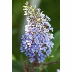 BAUHAUS Piardino Sommerflieder Buzz Buddleja Davidii, Artenabhängig 5 BAUHAUS Piardino Sommerflieder Buzz Buddleja Davidii, Artenabhängig -Gartenpflanzen Verkäufe 12 737