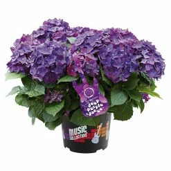 BAUHAUS Piardino Bauernhortensie Deep Purple® Hydrangea Macrophylla, Violett