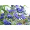 BAUHAUS Bartblume Caryopteris Clandonensis 'Dark Knight'