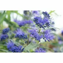BAUHAUS Bartblume Caryopteris Clandonensis 'Dark Knight'