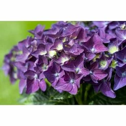 BAUHAUS Piardino Bauernhortensie Deep Purple® Hydrangea Macrophylla, Violett -Gartenpflanzen Verkäufe 12 741