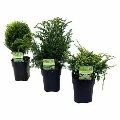 BAUHAUS Piardino Koniferen-Mix Chamaecyparis, Topfgröße: 13 Cm