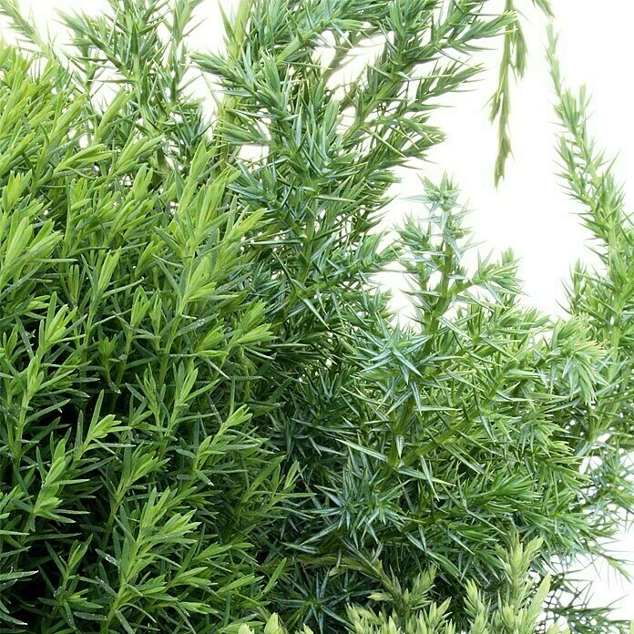 BAUHAUS Piardino Koniferen-Mix Chamaecyparis, Topfgröße: 13 Cm 4 BAUHAUS Piardino Koniferen-Mix Chamaecyparis, Topfgröße: 13 Cm – Bild 2