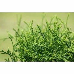 BAUHAUS Piardino Koniferen-Mix Chamaecyparis, Topfgröße: 13 Cm 10 BAUHAUS Piardino Koniferen-Mix Chamaecyparis, Topfgröße: 13 Cm -Gartenpflanzen Verkäufe 12 744