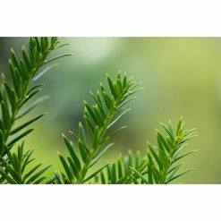 BAUHAUS Piardino Koniferen-Mix Chamaecyparis, Topfgröße: 13 Cm 11 BAUHAUS Piardino Koniferen-Mix Chamaecyparis, Topfgröße: 13 Cm -Gartenpflanzen Verkäufe 12 745