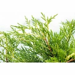 BAUHAUS Piardino Koniferen-Mix Chamaecyparis, Topfgröße: 13 Cm 12 BAUHAUS Piardino Koniferen-Mix Chamaecyparis, Topfgröße: 13 Cm -Gartenpflanzen Verkäufe 12 746