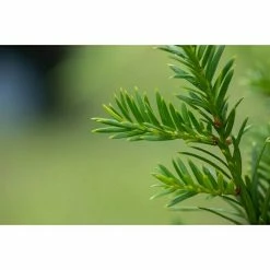 BAUHAUS Piardino Koniferen-Mix Chamaecyparis, Topfgröße: 13 Cm 13 BAUHAUS Piardino Koniferen-Mix Chamaecyparis, Topfgröße: 13 Cm -Gartenpflanzen Verkäufe 12 747