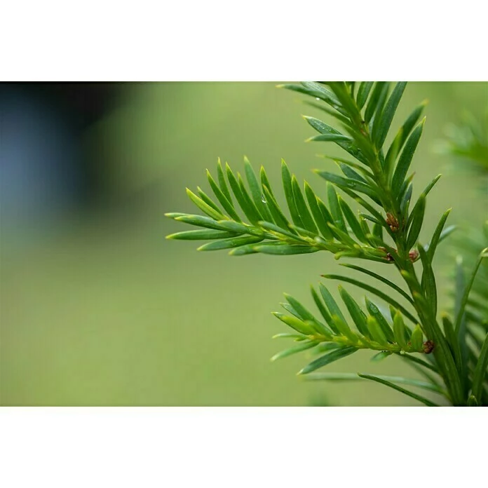 BAUHAUS Piardino Koniferen-Mix Chamaecyparis, Topfgröße: 13 Cm 8 BAUHAUS Piardino Koniferen-Mix Chamaecyparis, Topfgröße: 13 Cm – Bild 6