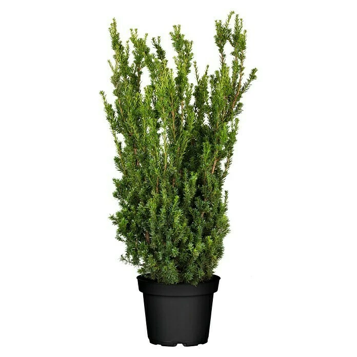 BAUHAUS Piardino Heimische Eibe Taxus Media 'Hillii' 3 BAUHAUS Piardino Heimische Eibe Taxus Media 'Hillii'