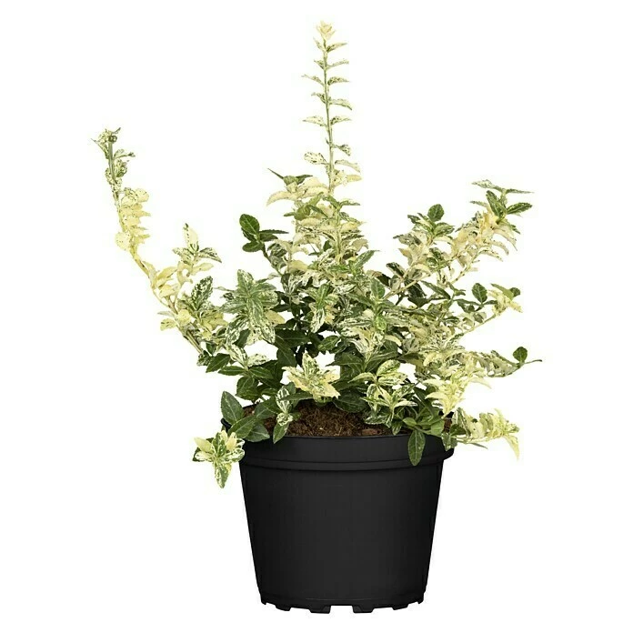 BAUHAUS Piardino Spindelstrauch Euonymus Japonica 3 BAUHAUS Piardino Spindelstrauch Euonymus Japonica