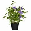 BAUHAUS Piardino Waldrebe Clematis Hybride, Topfgröße: 15 Cm, Blau
