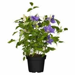 BAUHAUS Piardino Waldrebe Clematis Hybride, Topfgröße: 15 Cm, Blau