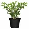 BAUHAUS Bergilex Ilex Crenata 'Robustico' -Gartenpflanzen Verkäufe 12 752
