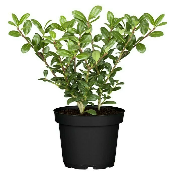 BAUHAUS Bergilex Ilex Crenata 'Robustico' 3 BAUHAUS Bergilex Ilex Crenata 'Robustico'
