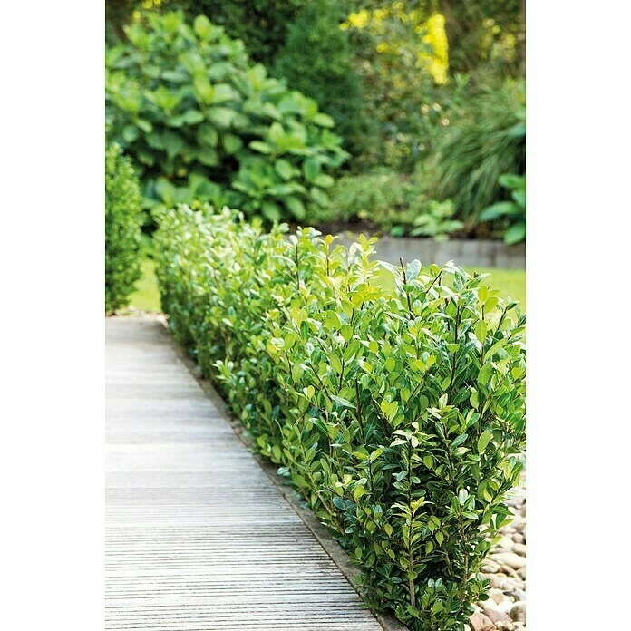 BAUHAUS Bergilex Ilex Crenata 'Robustico' 4 BAUHAUS Bergilex Ilex Crenata 'Robustico' – Bild 2