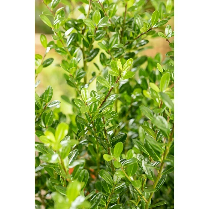 BAUHAUS Bergilex Ilex Crenata 'Robustico' 7 BAUHAUS Bergilex Ilex Crenata 'Robustico' – Bild 5