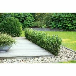 BAUHAUS Bergilex Ilex Crenata 'Robustico' 13 BAUHAUS Bergilex Ilex Crenata 'Robustico' -Gartenpflanzen Verkäufe 12 757