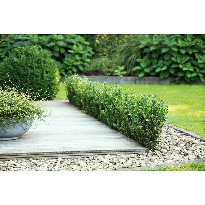 BAUHAUS Bergilex Ilex Crenata 'Robustico' 8 BAUHAUS Bergilex Ilex Crenata 'Robustico' – Bild 6