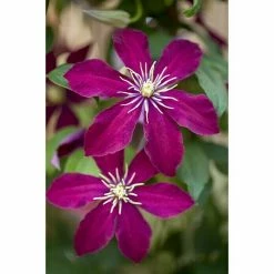 BAUHAUS Piardino Waldrebe Clematis Hybride, Rot