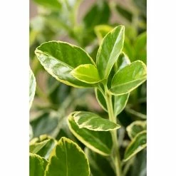 BAUHAUS Piardino Spindelstrauch Euonymus Japonica 6 BAUHAUS Piardino Spindelstrauch Euonymus Japonica -Gartenpflanzen Verkäufe 12 76