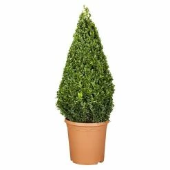 BAUHAUS Piardino Buchsbaum Buxus Sempervirens, Topfgröße: 26 Cm