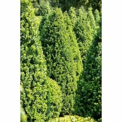 Gartenpflanzen Verkäufe -Gartenpflanzen Verkäufe 12 761