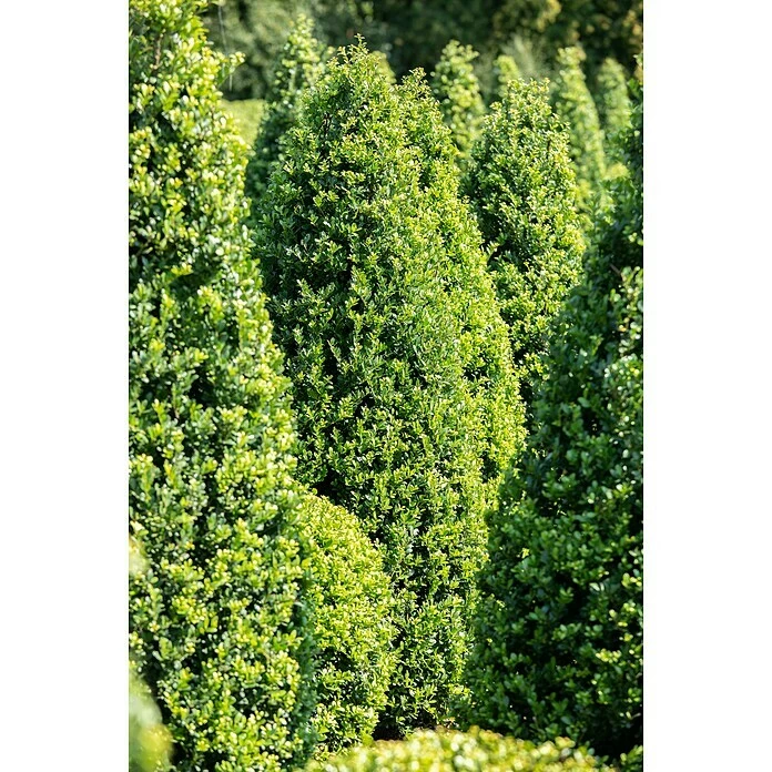 BAUHAUS Piardino Buchsbaum Buxus Sempervirens, Topfgröße: 26 Cm 4 BAUHAUS Piardino Buchsbaum Buxus Sempervirens, Topfgröße: 26 Cm – Bild 2