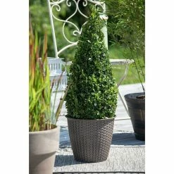 BAUHAUS Piardino Buchsbaum Buxus Sempervirens, Topfgröße: 26 Cm 7 BAUHAUS Piardino Buchsbaum Buxus Sempervirens, Topfgröße: 26 Cm -Gartenpflanzen Verkäufe 12 762