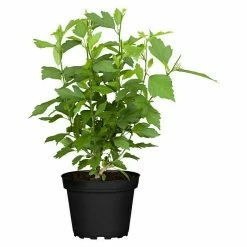 BAUHAUS Piardino Garteneibisch Chiffon Artenabhängig