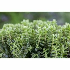 BAUHAUS Piardino Strauchveronika Hebe 'Green Globe', Topfgröße: 12 Cm, Blau/Violett -Gartenpflanzen Verkäufe 12 769