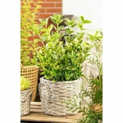 BAUHAUS Piardino Spindelstrauch Euonymus Japonica 7 BAUHAUS Piardino Spindelstrauch Euonymus Japonica -Gartenpflanzen Verkäufe 12 77