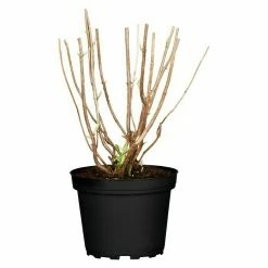 BAUHAUS Piardino Ballhortensie Annabelle Hydrangea Arborescens Annabelle, Topfgröße: 23 Cm, Cremeweiß -Gartenpflanzen Verkäufe 12 771