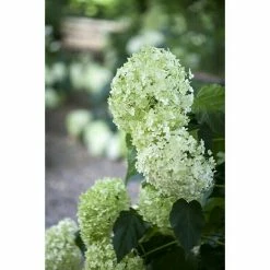 BAUHAUS Piardino Ballhortensie Annabelle Hydrangea Arborescens Annabelle, Topfgröße: 23 Cm, Cremeweiß -Gartenpflanzen Verkäufe 12 772