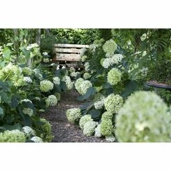 BAUHAUS Piardino Ballhortensie Annabelle Hydrangea Arborescens Annabelle, Topfgröße: 23 Cm, Cremeweiß -Gartenpflanzen Verkäufe 12 773